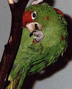 Red Fronted conure