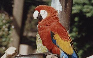 Scarllet Macaw