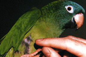 Blue Crown Conure