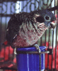 Dusky Pionus