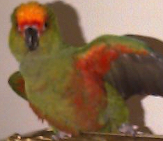 Gold Cap Conure