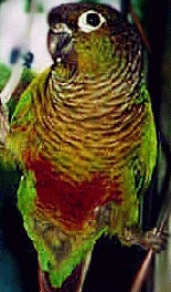 Green Cheek Conure