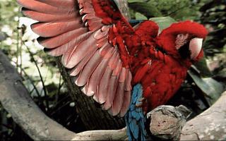 Green Wing Macaw