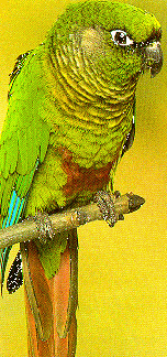 Maroon Bellied Conure