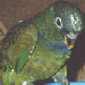 Maximillian Pionus or Scaly Face Pionus