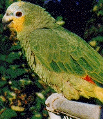 Orange Winged Amazon