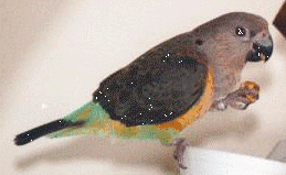 Red Bellied Parrot