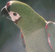 Severe Macaw