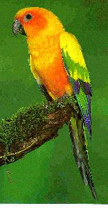 Sun Conure