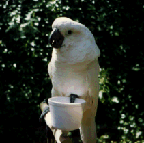 Umbrella Cockatoo