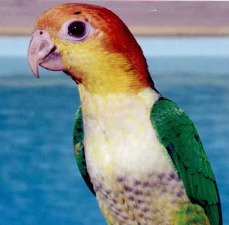 White Bellied Caique