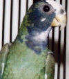 White Capped Pionus